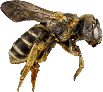 An image of a bee