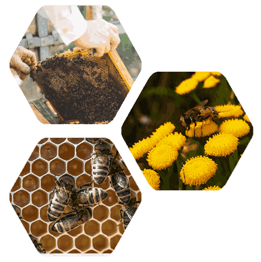bees and beehives